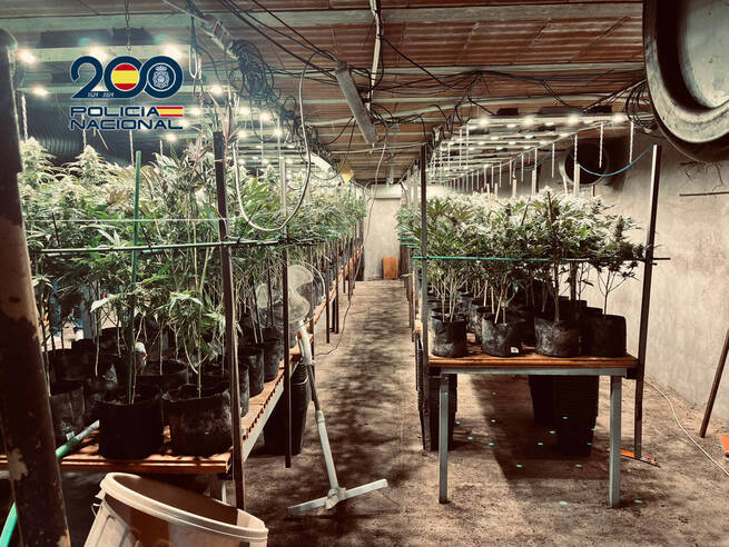 Policía Nacional desmantela en Torrijos una plantación de marihuana de 800 metros cuadrados oculta bajo un criadero de pollos