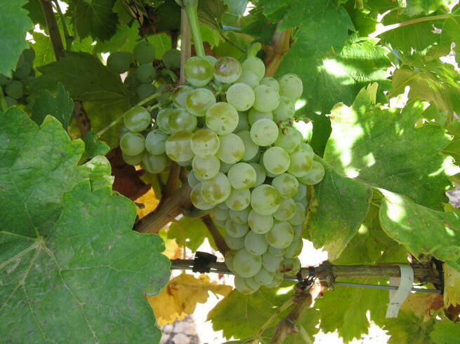 Resuelta la convocatoria de ayudas a la reestructuración de viñedo de Castilla-La Mancha por 53,7 millones para 1.679 viticultores