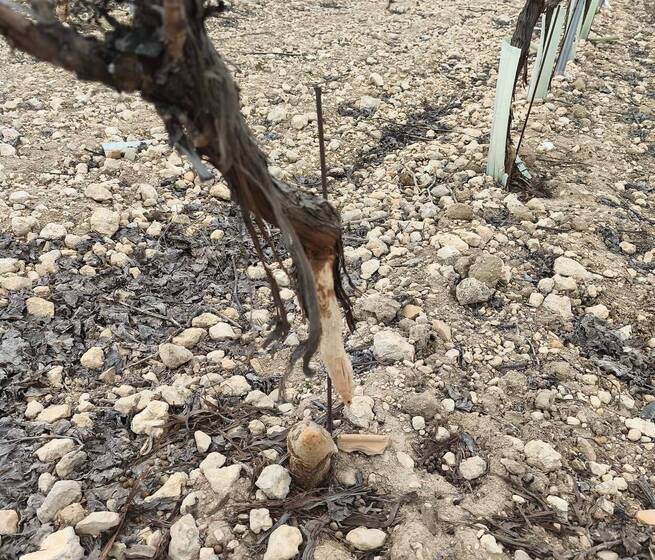 ASAJA CLM tacha de "inútil e inservible" la declaración de comarca cinegética contra los daños del conejo