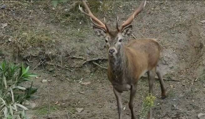 Castilla-La Mancha abre las puertas a la berrea del ciervo con visitas guiadas en Piedrabuena