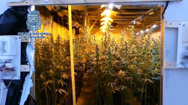 Desarticulada una organización criminal asentada en la provincia de Albacete dedicada al cultivo intensivo de marihuana