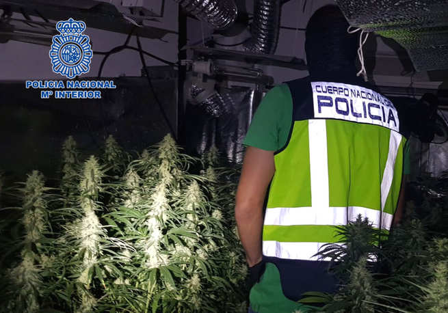 Detenidos en Talavera tres varones de una misma familia que formaban un grupo criminal dedicado al cultivo de marihuana