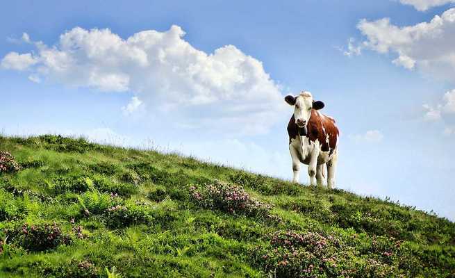 Unión de Uniones informa a los ganaderos de cómo reclamar las indemnizaciones a las industrias lácteas que pactaron precios