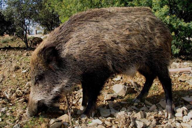 Solo México y Japón suspenden importaciones de porcino español tras detectarse la peste porcina africana en Cataluña