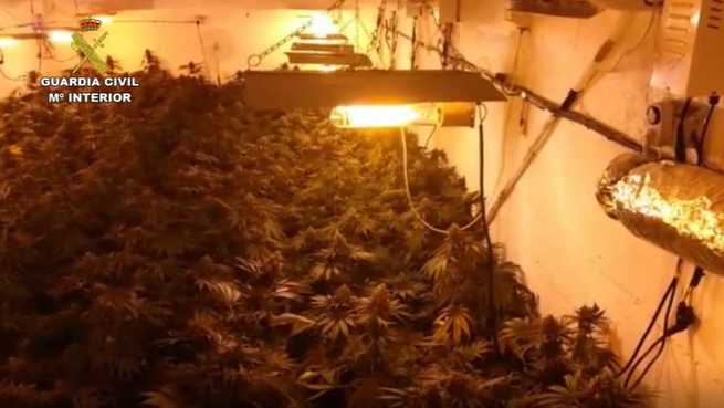 Detenidas 32 personas e investigadas otras 3 en varias operaciones contra el cultivo y tráfico de drogas en la provincia de Ciudad real