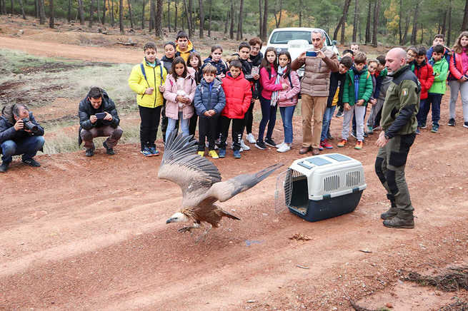 Liberados dos buitres leonados  en pleno corazón del Parque Natural del Valle de Alcudia y Sierra Madrona