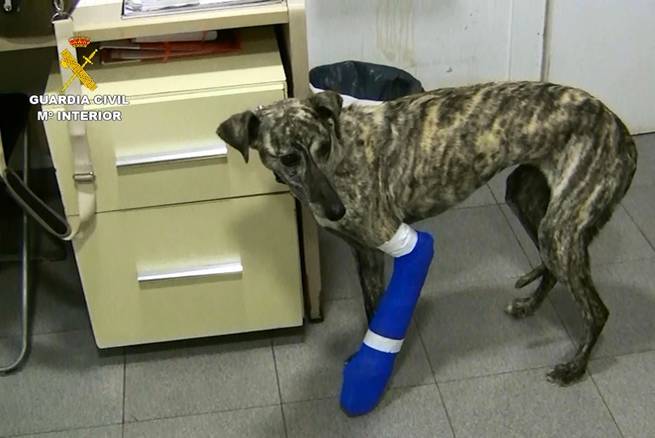 El SEPRONA ha realizado durante 2016 más de 11.700 actuaciones contra el maltrato animal