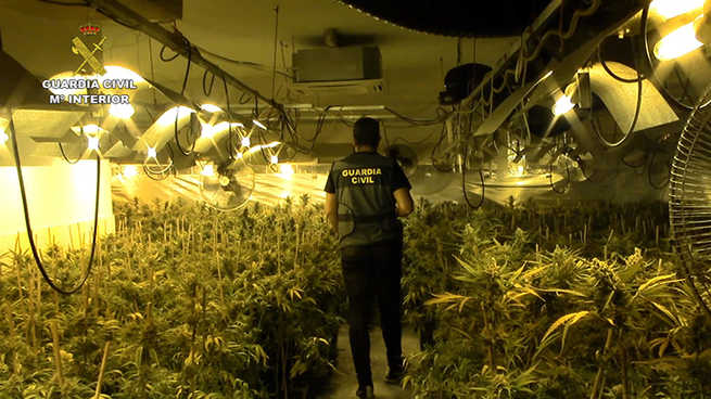La Guardia Civil incauta 4.638 plantas de marihuana en un chalet de Toledo