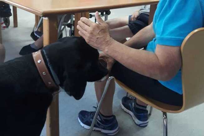 El Gobierno de Castilla-La Mancha extiende la terapia asistida con perros al ámbito de la discapacidad