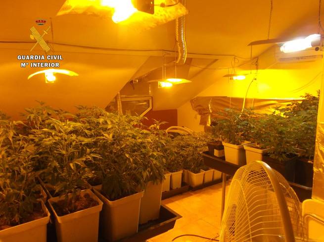 La Guardia Civil detiene a una persona e investiga a otra por cultivar 836 plantas de marihuana