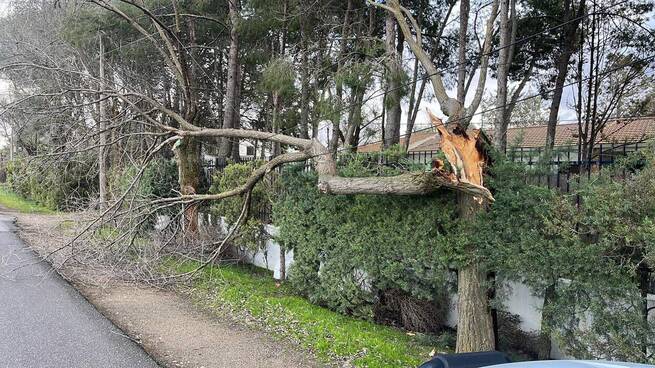 Más de un centenar de actuaciones coordinadas en La Roda por el fuerte temporal de viento