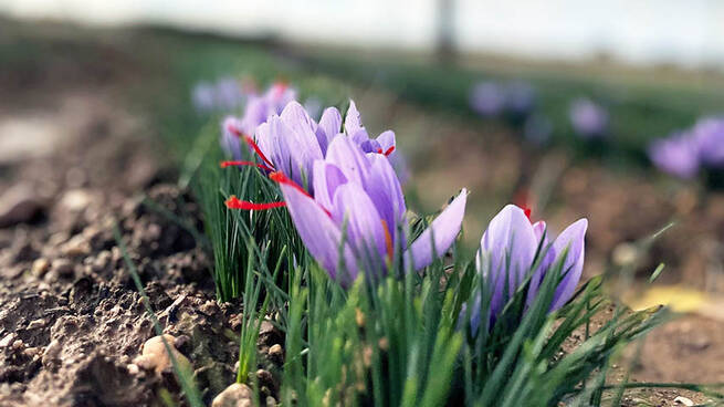 La UCLM organiza el taller ‘Azafrán: arte, gastronomía e innovación’ en Madridejos y Consuegra