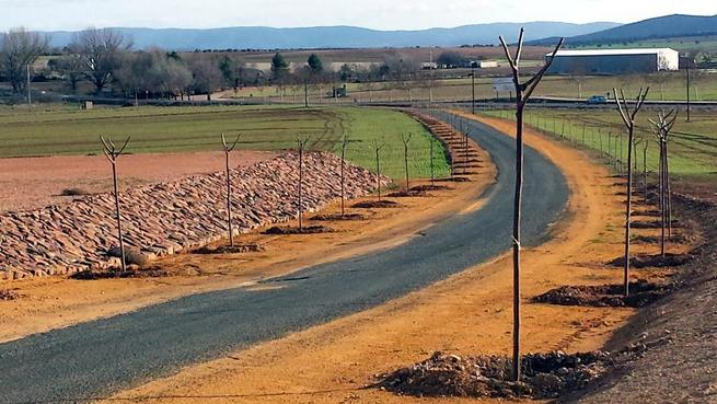 Imagen: Calzada de Calatrava termina las obras del Paseo del Cementerio con la plantación de 50 árboles