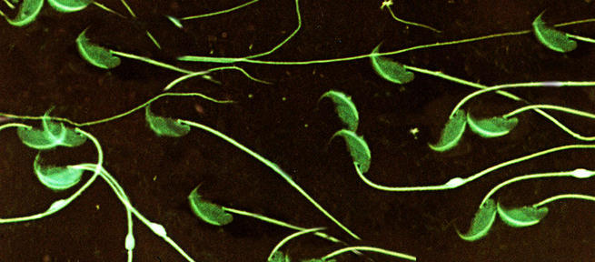 Imagen: La UCLM participa en una investigación sobre ratones que demuestra cómo la competencia espermática empeora la calidad del semen