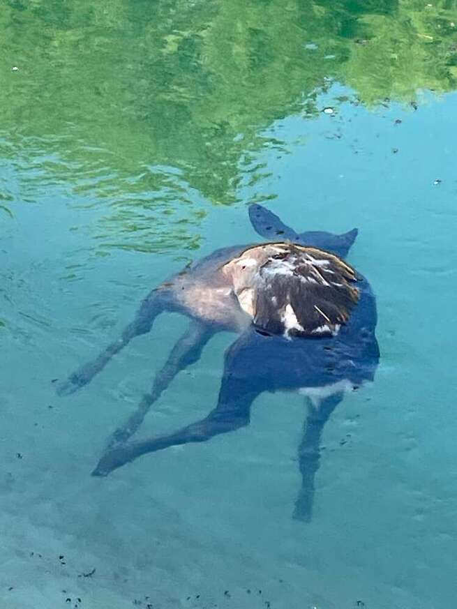 La Federación de Caza de CLM alerta sobre el elevado número de corzos que mueren en el trasvase Tajo-Segura