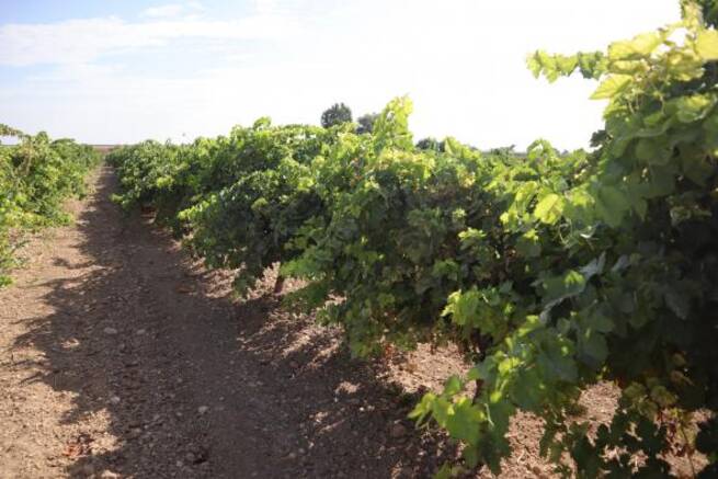 Los viticultores de Castilla-La Mancha reciben de manera anticipada 5,5 millones de euros de indemnización por daños provocados por pedrisco