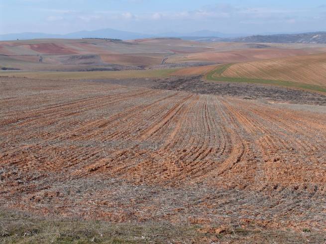 imagen de Desarticulada una banda dedicada al robo en explotaciones agrícolas Imagen: Desarticulada una banda dedicada al robo en explotaciones agrícolas