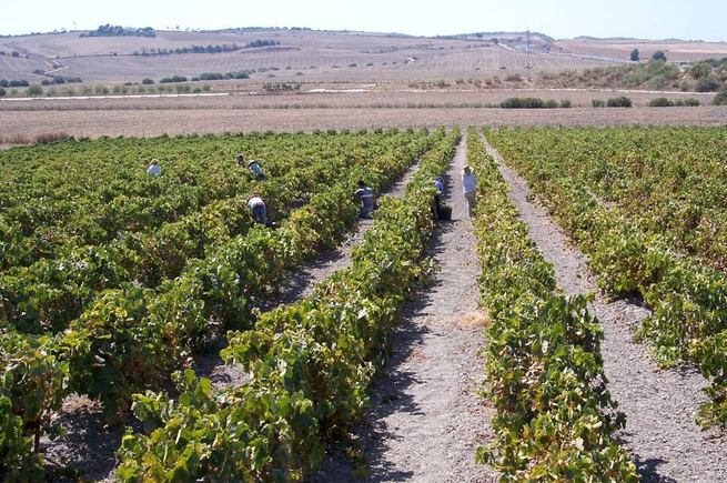 imagen de El sector del vino afronta la nueva vendimia sin temor a tensiones de mercado Imagen: El sector del vino afronta la nueva vendimia sin temor a tensiones de mercado