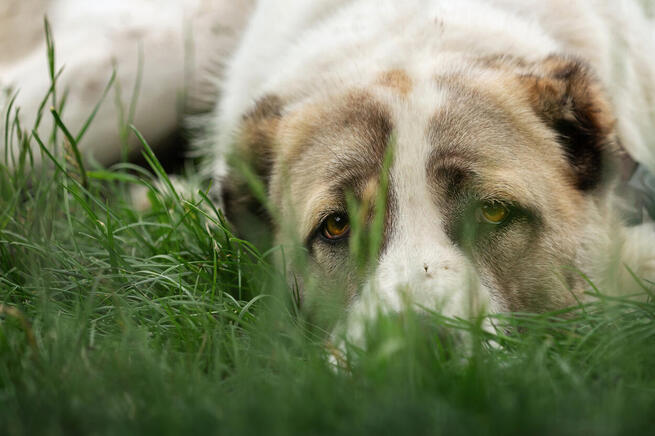 Los veterinarios de Toledo advierten del riesgo de la leishmaniosis canina para los perros de la región