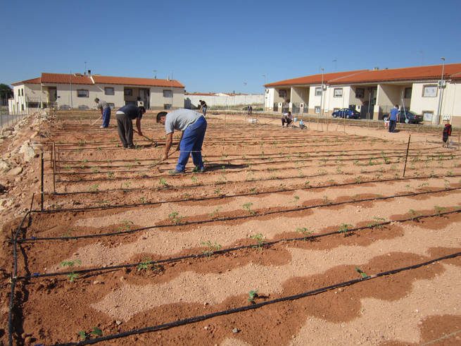 Los huertos urbanos están ya a pleno rendimiento en Villacañas