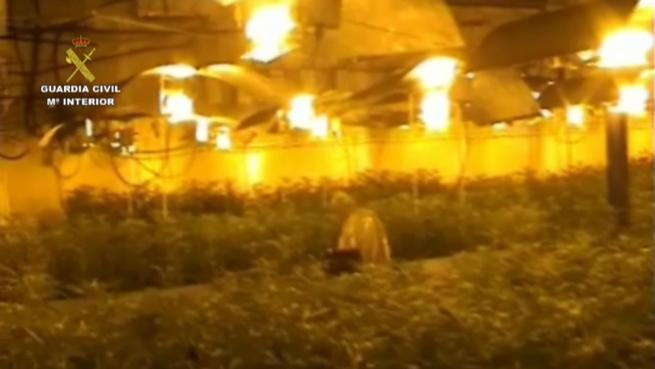 imagen de La Guardia Civil interviene una plantación “indoor” con  12.000 plantas de marihuana que iba a ser distribuida por Europa