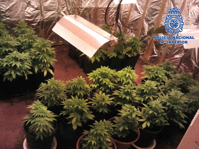 imagen de Desmantelado un centro de cultivo de marihuana en Talavera de la Reina