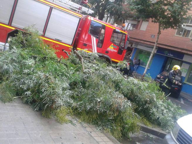 imagen de Se desploma un árbol de gran tamaño en la calle Toledo de Ciudad Real