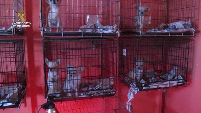 imagen de La Guardia Civil interviene  400 cachorros de perro en el mes de diciembre 