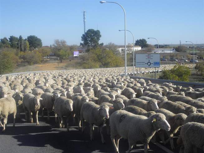 imagen de 2.500 ovejas cruzan Manzanares