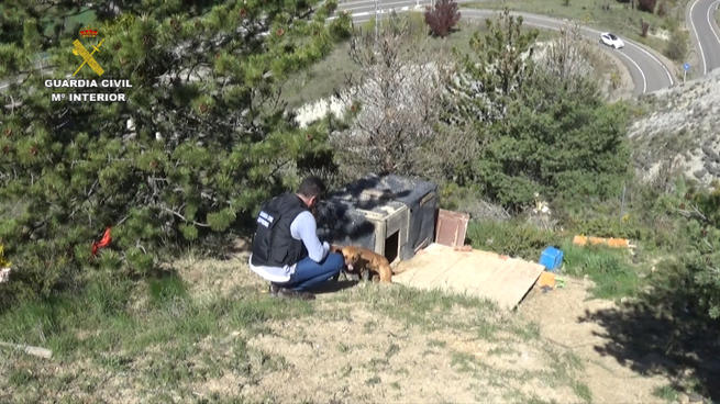 Imagen: La Guardia Civil detiene a un hombre por entrenar a perros para someterlos a peleas ilegales 