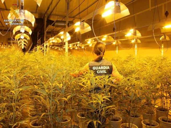 Son intervenidas más de 7.500 plantas de marihuana en dos operaciones desarrolladas en Zaragoza y Toledo