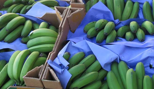El Banco de Alimentos de Ciudad Real recibe casi 17.000 kilos de plátanos de Canarias