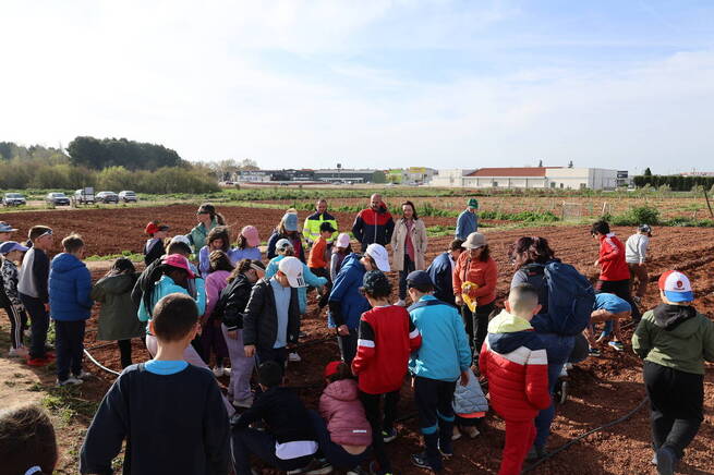 El alumnado del CEIP Pablo Ruiz Picasso participa en una plantación de patatas en el Aula Agrícola de Alcázar de San Juan