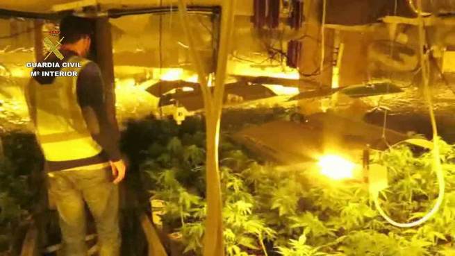 Imagen: La Guardia Civil desmantela una organización criminal dedicada al cultivo intensivo de marihuana en Málaga