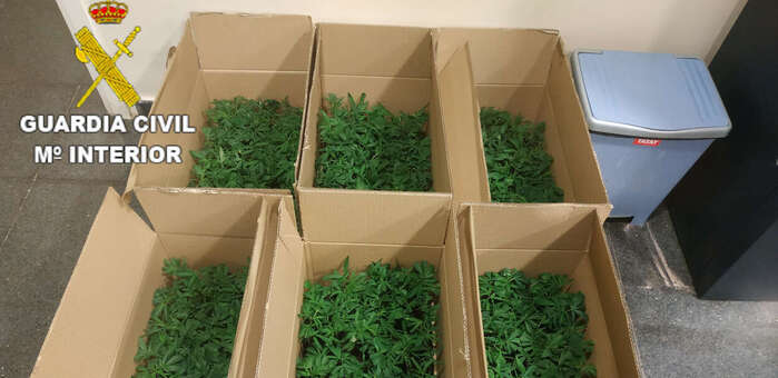 La Guardia Civil investiga a dos personas que viajaban con 572 plantas de marihuana