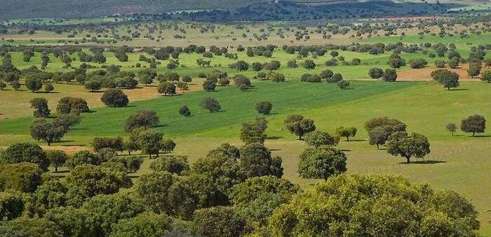Las fincas privadas de Cabañeros continúan sin poder gestionar las poblaciones de ungulados