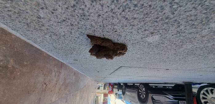 Valdepeñas tramitó 103 sanciones por excrementos caninos en la vía pública durante 2024 y 2025