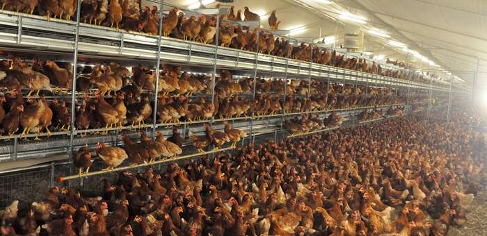La plataforma contra la macrogranja de gallinas de San Clemente exige que se le aplique la moratoria por su plan de bioseguridad impreciso y desactualizado