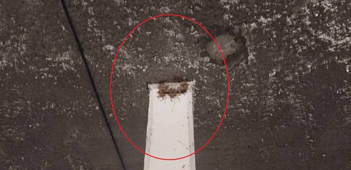 La Guardia Civil investiga a un hombre por destruir diez nidos de golondrinas con crías en Toledo