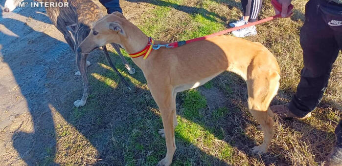 Guardia Civil investiga a seis personas por caza furtiva con galgos en Velada (Toledo)