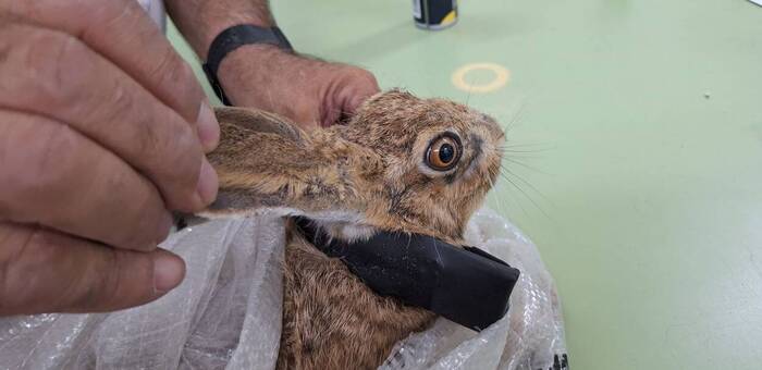 El IRIAF colabora en un proyecto para la conservación e investigación de la liebre ibérica en Castilla-La Mancha