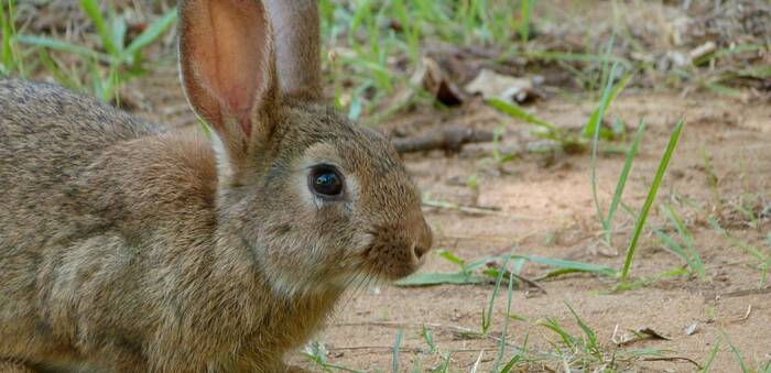 Condenan a dos furtivos por cazar liebres con galgos en un coto privado de Albacete