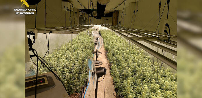 Desmantelado un cultivo de 1.200 plantas de marihuana en una vivienda de Erustes (Toledo)