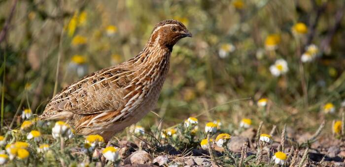 Castilla-La Mancha reanuda la caza de la tórtola europea tras cuatro años de moratoria