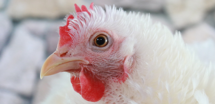 Confirmado un brote de influenza aviar en una granja de Guadalajara con 37.300 gallinas afectadas