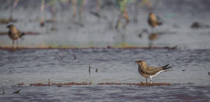 Castilla-La Mancha celebra el Día Mundial de los Humedales con rutas y concurso fotográfico