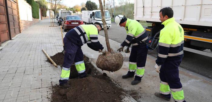 Toledo superará los 2.000 nuevos árboles con su tercer plan de arbolado