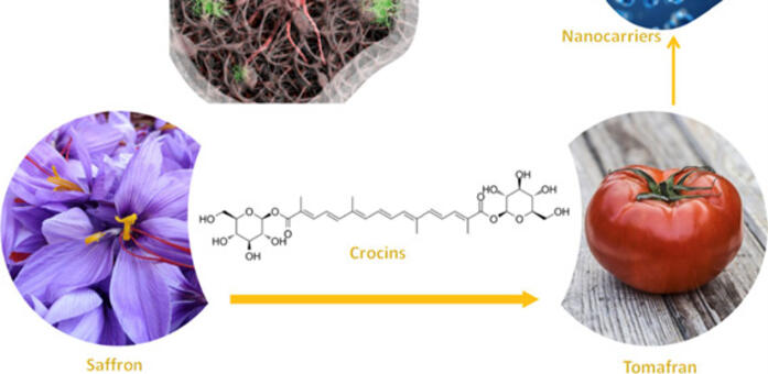 El grupo Bioforce de la UCLM demuestra que la planta ‘Tomafrán’ y sus exosomas tienen propiedades neuroprotectoras