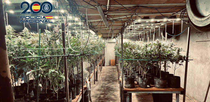 Policía Nacional desmantela en Torrijos una plantación de marihuana de 800 metros cuadrados oculta bajo un criadero de pollos