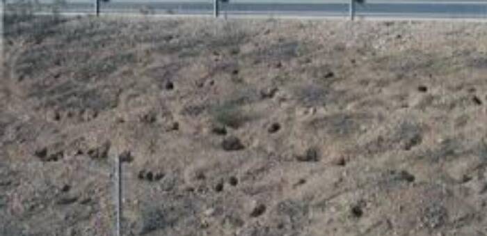 La Unión de Agricultores alerta del riesgo estructural en infraestructuras públicas por la plaga de conejo en Castilla-La Mancha